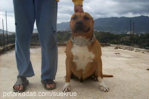 niko Erkek Amerikan Staffordshire Terrier