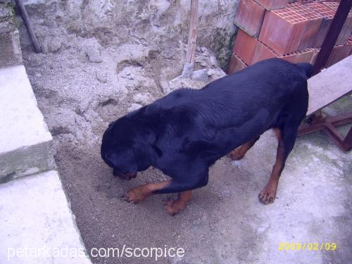 safİye Dişi Rottweiler