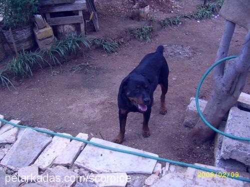 safİye Dişi Rottweiler