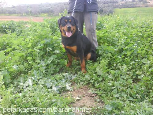 öfke Dişi Rottweiler