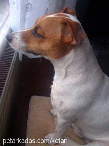 tarçın Erkek Jack Russell Terrier
