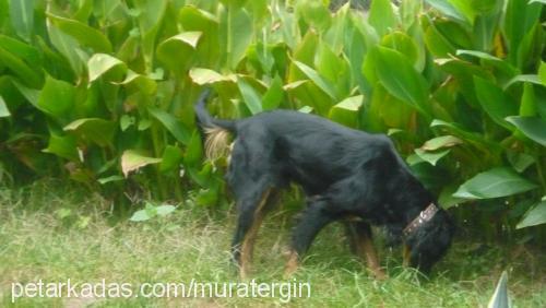 tommy Erkek Gordon Setter