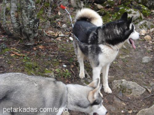 laky Erkek Sibirya Kurdu (Husky)