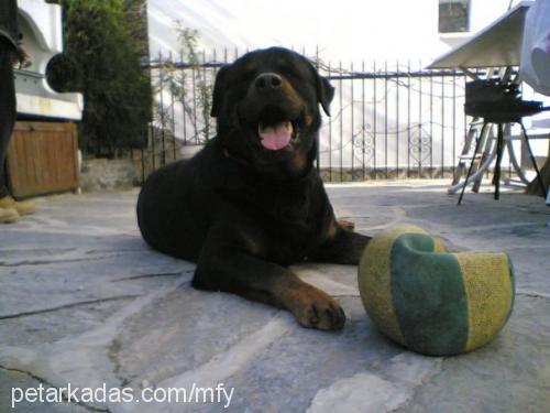 zeus Erkek Rottweiler