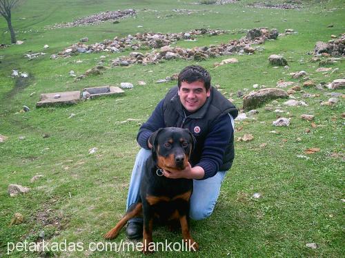 kont Erkek Rottweiler