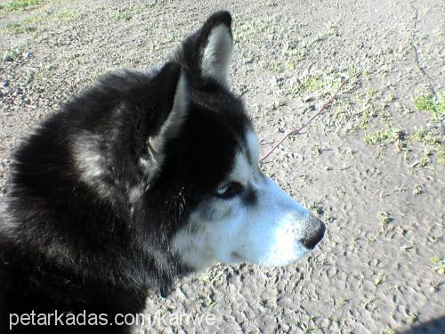 mavi Erkek Sibirya Kurdu (Husky)