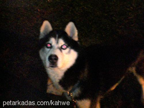 mavi Erkek Sibirya Kurdu (Husky)