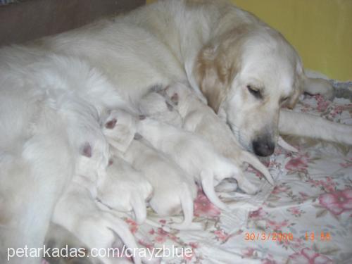 bebişler Dişi Golden Retriever