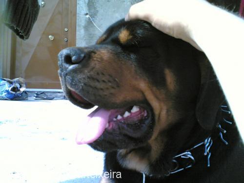 tosun Erkek Rottweiler