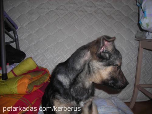 berduş Erkek Alman Çoban Köpeği