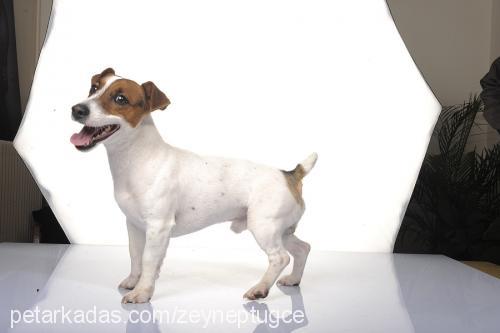 Çakil Erkek Jack Russell Terrier
