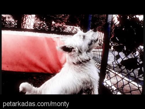 monty Erkek West Highland White Terrier