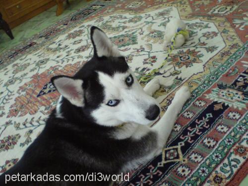 zeytin Dişi Sibirya Kurdu (Husky)