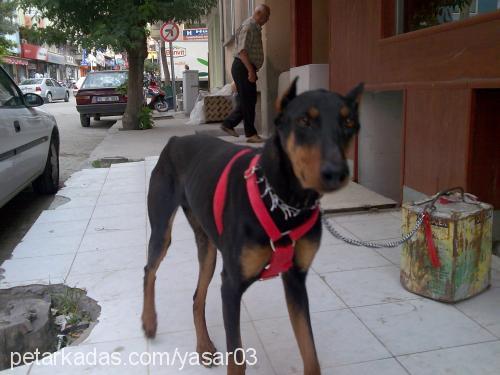 tuana Dişi Doberman Pinscher