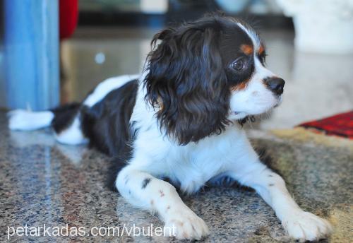 bobsi Erkek Cavalier King Charles Spanieli