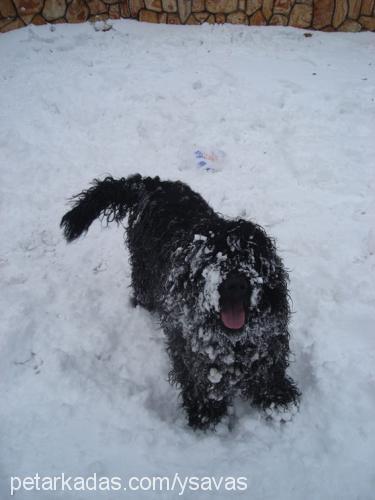 miço Erkek Portekiz Su Köpeği