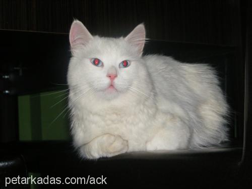 beyaz Erkek Ankara Kedisi (Angora)