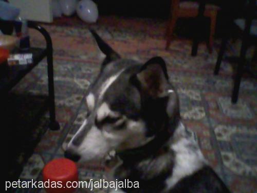 mex Dişi Sibirya Kurdu (Husky)