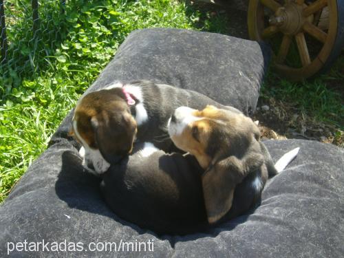 bebişlerrrr Dişi Beagle
