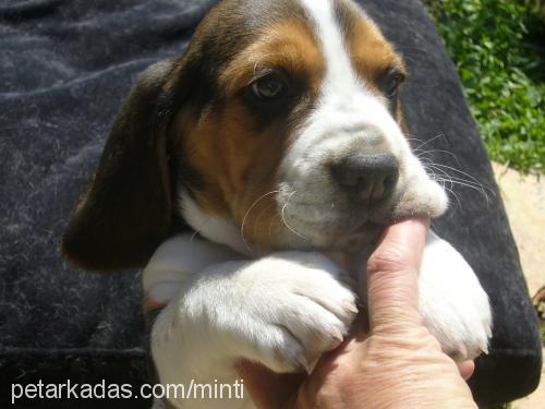 bebişlerrrr Dişi Beagle