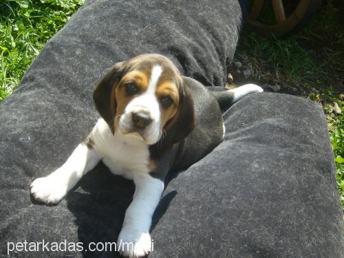 bebişlerrrr Dişi Beagle