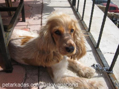 lucky Dişi İngiliz Cocker Spaniel