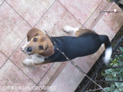 bıngıl Erkek Beagle