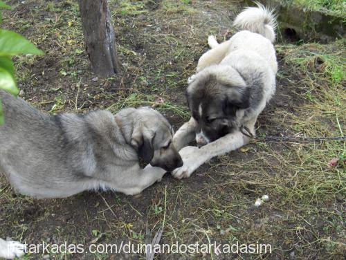 paŞa Erkek Kangal