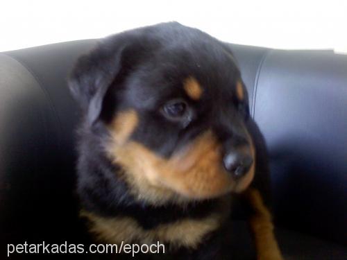 hacı Erkek Rottweiler