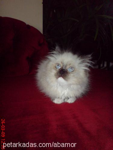 clark Erkek Birman