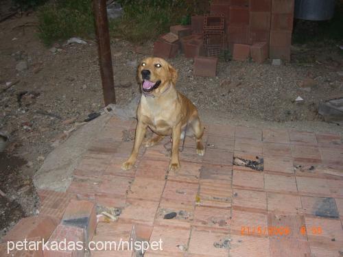 bafi Erkek Labrador Retriever