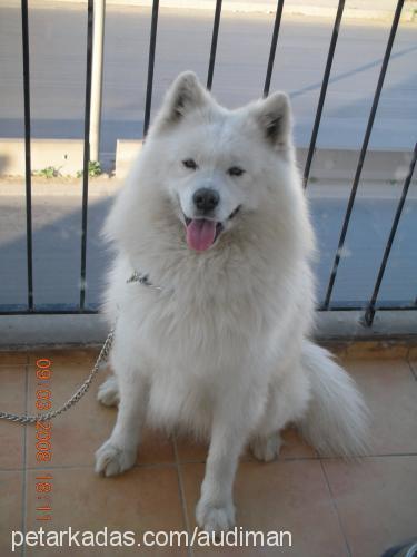 kont-wolki Erkek Samoyed