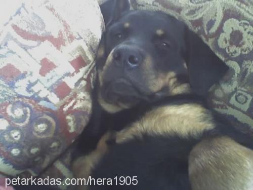 hera Dişi Rottweiler