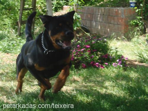 tosun Erkek Rottweiler