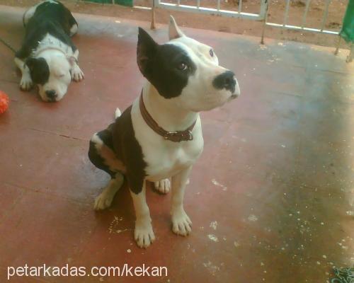 tayra Dişi Amerikan Pitbull Terrier