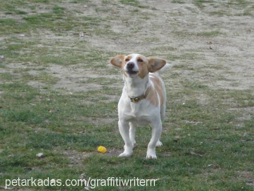 rambo Dişi Jack Russell Terrier
