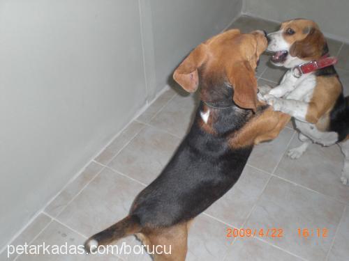 karamel Dişi Beagle