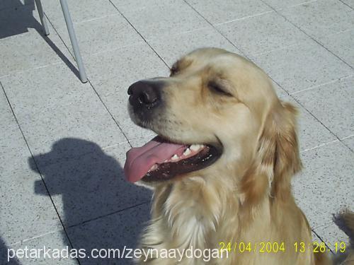 badem Erkek Golden Retriever