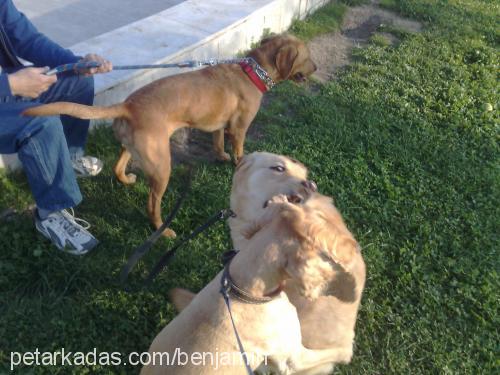 benjamin Erkek İngiliz Cocker Spaniel