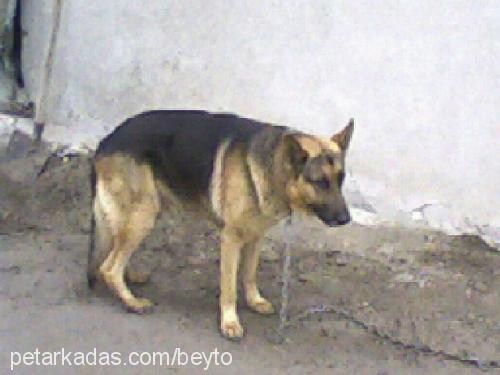 cango Erkek Alman Çoban Köpeği