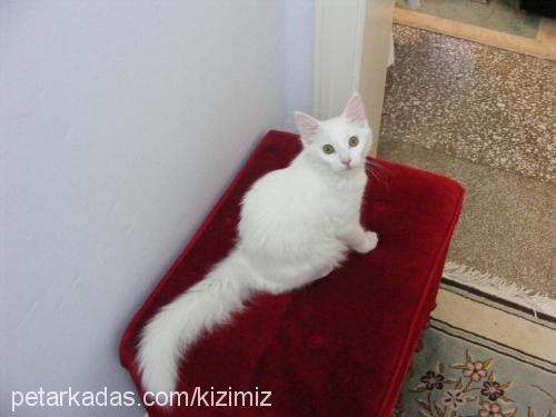 kızım Dişi Ankara Kedisi (Angora)