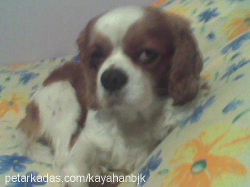 bob Erkek Cavalier King Charles Spanieli