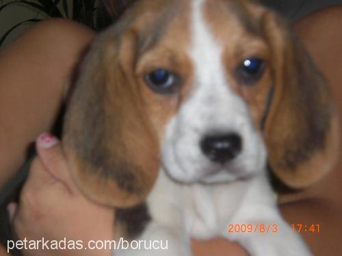 küçükkaramel Dişi Beagle