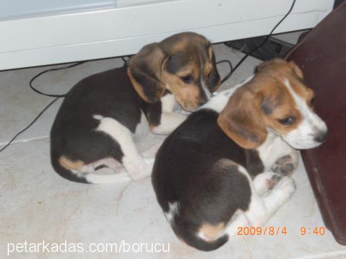 küçükkaramel Dişi Beagle