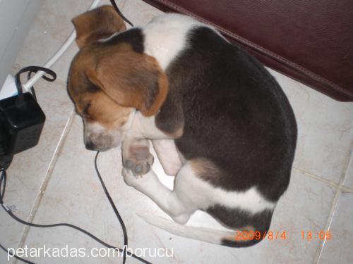 küçükkaramel Dişi Beagle