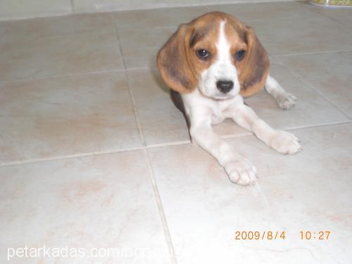 küçükkaramel Dişi Beagle