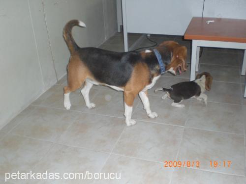 küçükkaramel Dişi Beagle