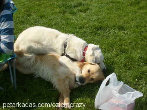 zagor Erkek Golden Retriever