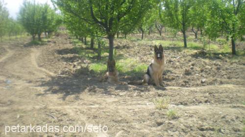 lora Dişi Alman Çoban Köpeği