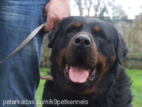 simba Erkek Rottweiler